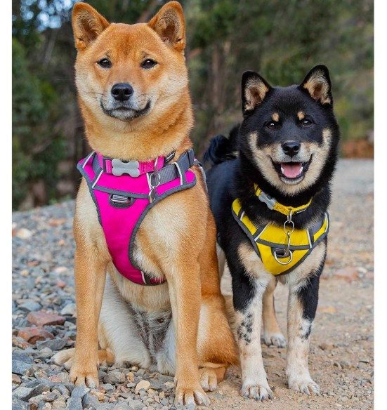 Traksid koerale vooderdatud Padded Harness Grey (Red Dingo)