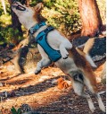 Traksid koerale vooderdatud Padded Harness Grey (Red Dingo)