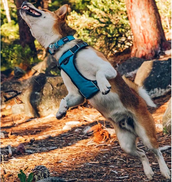 Traksid koerale vooderdatud Padded Harness Turquoise (Red Dingo)