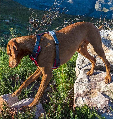 Traksid koerale vooderdatud Padded Harness Red (Red Dingo)