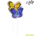 Interaktiivne mänguasi kassile Motion Activated Butterfly (AFP - Interactives)