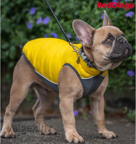 Soe jope koerale Puffer Jacket (Red Dingo)