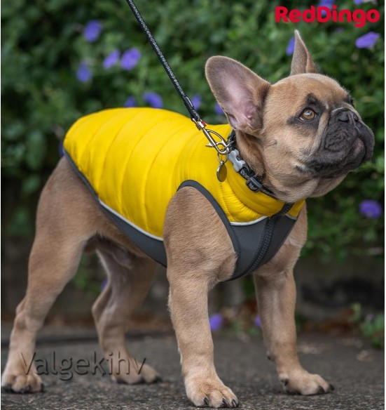 Soe jope koerale Puffer Jacket (Red Dingo)