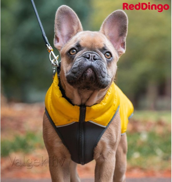 Теплая зимняя куртка для собак, двусторонняя, желтая Puffer Jacket (Red Dingo) Теплая зимняя куртка для собак, двусторонняя, желтая Puffer Jacket (Red Dingo)