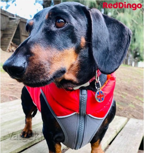 Soe jope koerale Puffer Jacket puhvjope punande (Red Dingo)