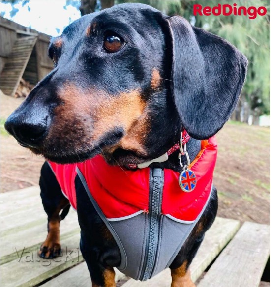 Теплая зимняя куртка для собак, двусторонняя, красная Puffer Jacket (Red Dingo)