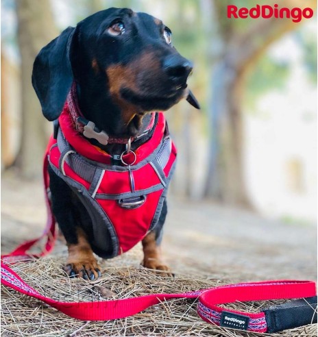 Soe jope koerale Puffer Jacket puhvjope punande (Red Dingo)