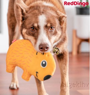 Eriti vastupidav mänguasi koerale KROKODILL Kyle the Crocodile Durable (Red Dingo)–Vastupidavad–Red Dingo–Valgekihv 2