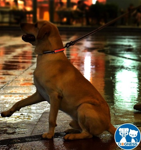 LED-valgusega tekstiilist kaelarihm koerale, lilla, 8 valgusrežiimi (Dogness)