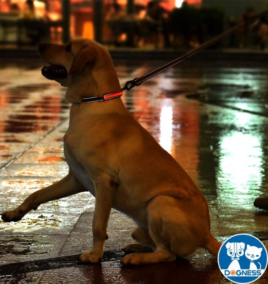 LED-valgusega tekstiilist kaelarihm koerale, lilla, 8 valgusrežiimi (Dogness)