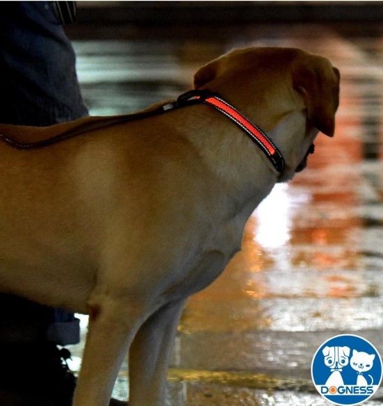 LED-valgusega tekstiilist kaelarihm koerale, lilla, 8 valgusrežiimi (Dogness)