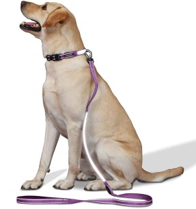 Jalutusrihm koerale, helkurmustriga Reflective Ziggy Orange (Red Dingo)–Tekstiilist–Red Dingo–Valgekihv 2