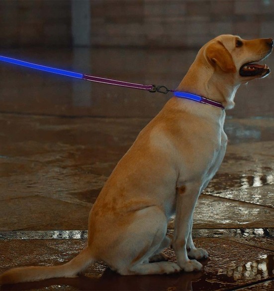 LED-valgusega tekstiilist jalutusrihm koerale, lilla, 8 valgusrežiimi (Dogness)