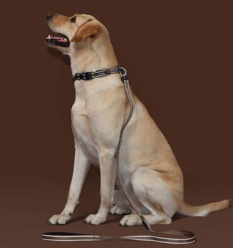 LED-valgusega tekstiilist jalutusrihm koerale, pruun, 8 valgusrežiimi (Dogness)