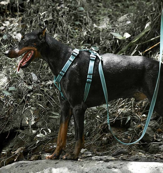 Muuda: Helkuritega vetthülgavad kerged traksid koerale, hall (Dogness Water-Proof) Muuda: Helkuritega vetthülgavad kerged traksid koerale, hall (Dogness Water-Proof)
