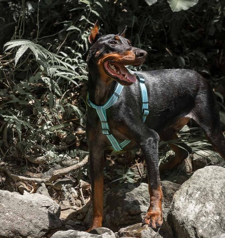 Muuda: Helkuritega vetthülgavad kerged traksid koerale, hall (Dogness Water-Proof)