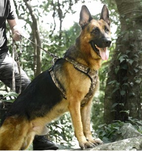 Поводок для собак амортизирующий, зелёный камуфляж (Dogness Camouflage) – Ekspandriga – Dogness – Valgekihv 2