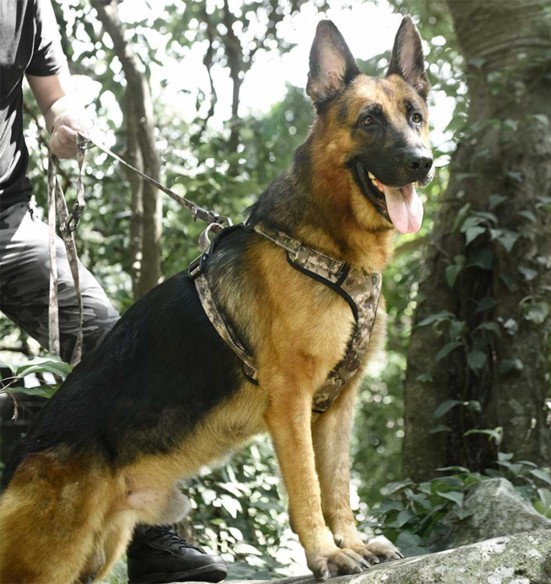 Traksid koerale roheline camo (Dogness Camo)