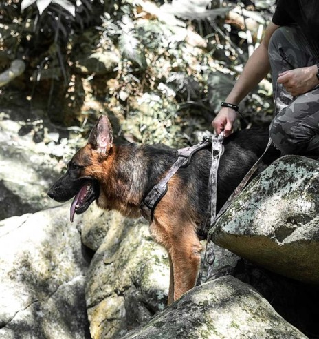 Traksid koerale roheline camo (Dogness Camo)