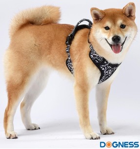 Pehmendusega traksid koerale, helehall valgete tähtedega Grey Letters (Dogness Elegant Printing)–Pehmendusega–Dogness–Valgekihv 2