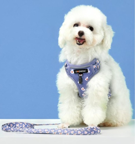 Traksid ja jalutusrihm väikesele koerale, kassile, kutsikale helesinine lilledega Forget Me Not Blue (Dogness Little Rascal)