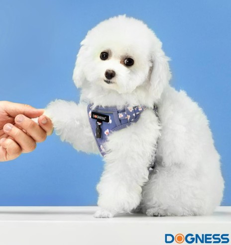 Traksid ja jalutusrihm väikesele koerale, kassile, kutsikale, helelilla karikakardega Calamus Purple (Dogness Little Rascal)