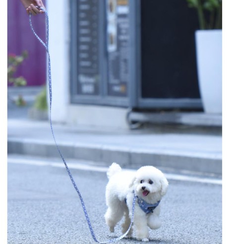 Traksid ja jalutusrihm väikesele koerale, kassile, kutsikale, helelilla karikakardega Calamus Purple (Dogness Little Rascal)