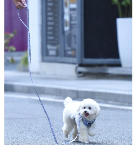 Traksid ja jalutusrihm väikesele koerale, kassile, kutsikale, helelilla karikakardega Calamus Purple (Dogness Little Rascal)