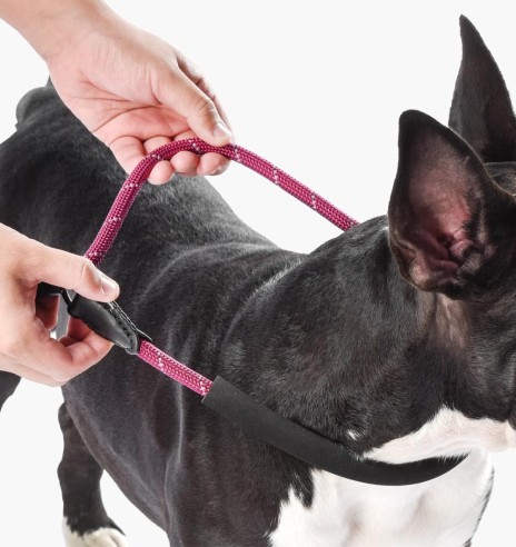 Muuda: Lasso jalutusrihm koerale, treeningrihm, helkuritega, must (Dogness Training)
