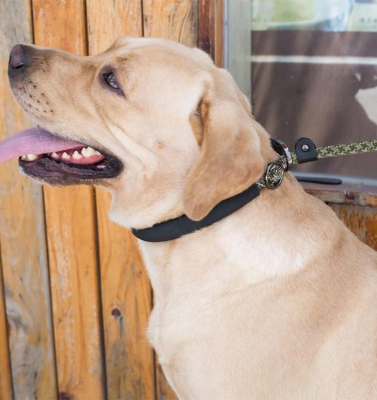 Muuda: Lasso jalutusrihm koerale, treeningrihm, helkuritega, must (Dogness Training)