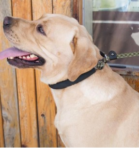 Поводок - лассо для собак, нейлоновый, со светоотражающими нитями, 1.5 m x 10/14 mm Reflective Run Around Lasso (Doogy) – Рабочие поводки – Doogy – Valgekihv 2