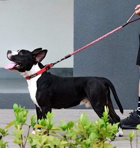 Anti-shock jalutusrihm koerale, helkuritega, must (Dogness Anti-Shock)