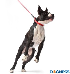 Jalutusrihm koerale, anti-shock, helkuritega, punane (Dogness Reflective)–Ekspandriga–Dogness–Valgekihv 2