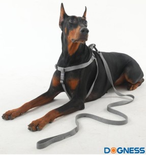 Kaelarihm koerale, hall valgete tähtedega Grey Letters (Dogness Elegant Printing)–Tekstiilist–Dogness–Valgekihv 2