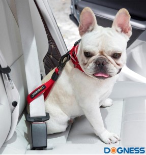 LED-valgusega tekstiilist kaelarihm koerale, punane, 8 valgusrežiimi (Dogness)–Koerale–Dogness–Valgekihv 2