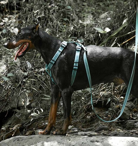 Muuda: Helkuritega vetthülgavad kerged traksid koerale, roheline (Dogness Water-Proof)