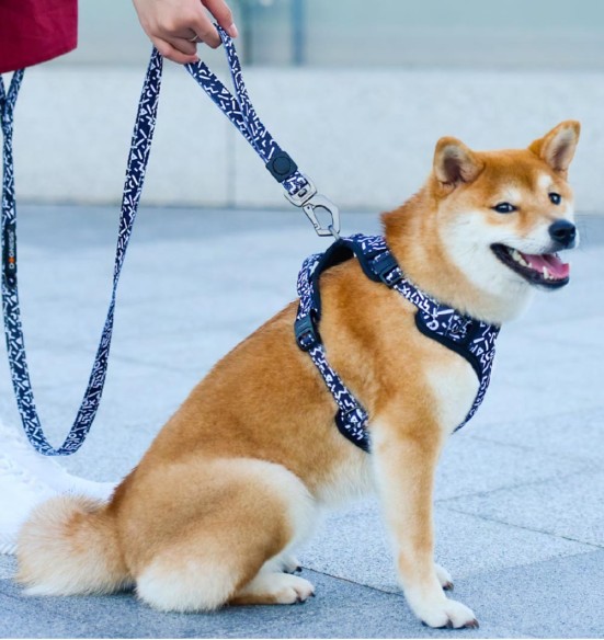 Поводок для собак амортизирующий, чёрный с ромашками Black Daisy (Dogness Elegant Printing)