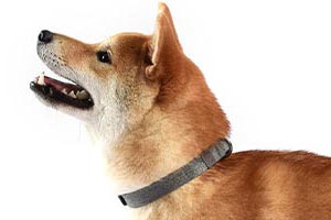Dogness naturaalsest materjalist kaelarihm mugav koertele modaalist-puuvillast dog collar Modal