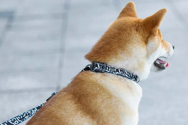 Kaelarihmad koertele, nailonist dog collar (Dogness Printed)