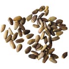 Maarjaohaka seemned koeratoidus